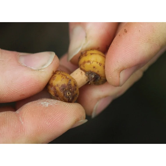 Carp Spirit Cork Boilie Drill Parafa Bojli Fúró (6mm)