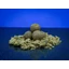 Bait Bait Mentor Bojli 1kg 20mm - Mentor bojli 1kg - 20mm (tartósított)