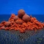 Bait Bait Bojli Tartósított Légiós (1kg) - 20mm