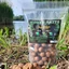 Horse Baits Bojli Spicy Peach Hard (1kg) - 20mm