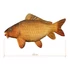 Delphin Plüss Ponty Carpy