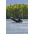Fox Gumicsónak 320x - 3,2m Inflatable Boat - Alumínium Padlós