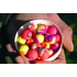 Dynamite Baits Fluro Strawberry&coconut Cream Two-Tone Pop-Up (15mm)