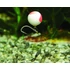 Dynamite Baits Fluro Strawberry&coconut Cream Two-Tone Pop-Up (15mm)
