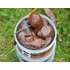 Imperial Baits Carptrack Liquid & Powder Paste Horogpaszta (180g)