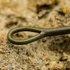 One More Cast Leader Big Beast Kevlar Leader 85lb Kevlar Leader - 1m
