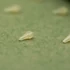 One More Cast Horoggyöngy Dazzlers Magowhite Distance Hookbead - Small