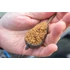 Preston Feeder Gyorskapocs ICS In-Line 360 Beads